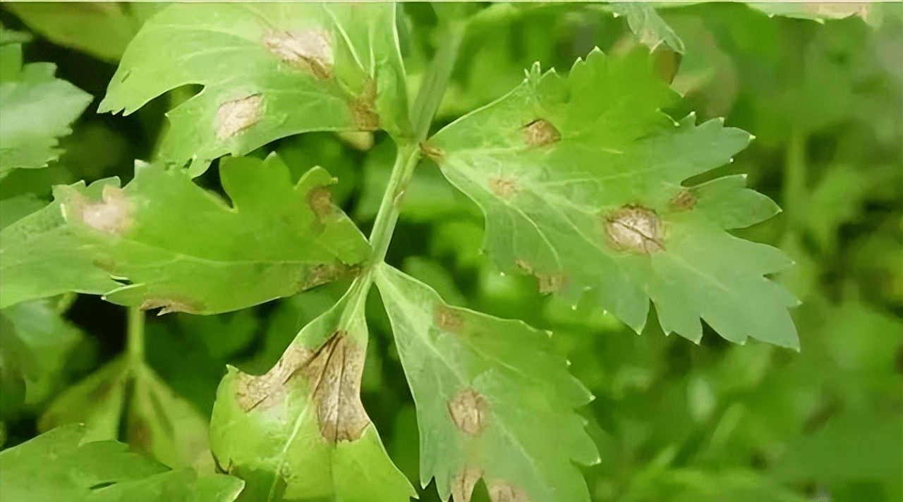 芹菜斑枯病的防治方法