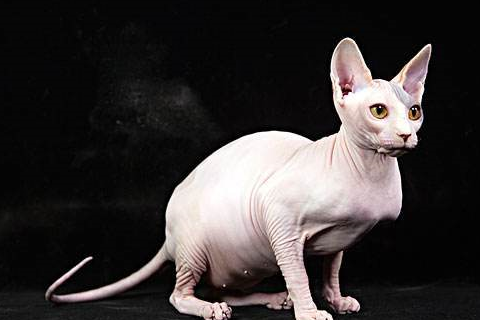 不靠颜值取胜的猫咪,也算是猫界中的另类了_勒夫科伊_因为_斯芬克斯