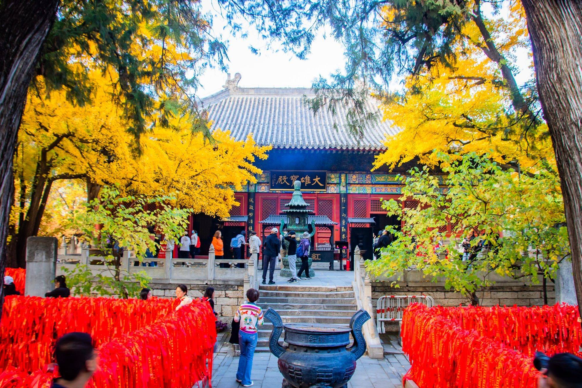 北京怀柔红螺寺,此时银杏已变黄,迎来最佳观赏期,错过再等一年