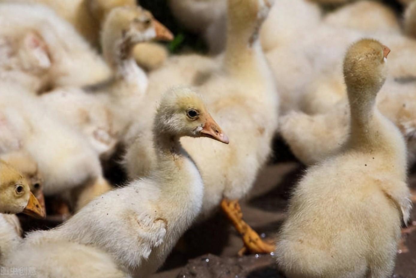 鹅仔痛风可用什么药?_饲料_方法_治疗