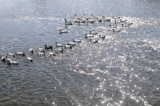 镇平县赵河湿地公园图片