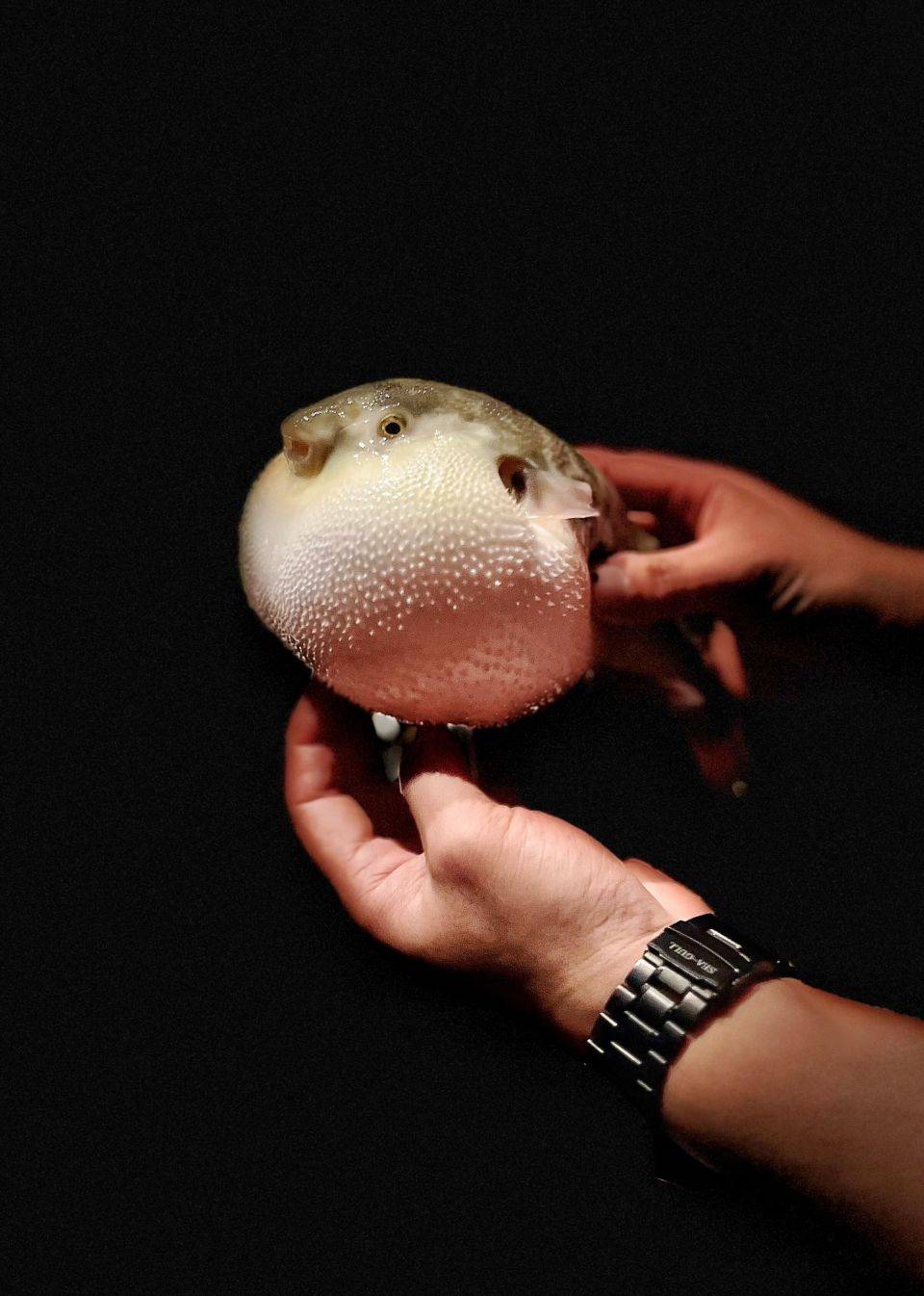 极致享受,致鲜致美,非河豚火锅莫属!_东方红_食材_菜品