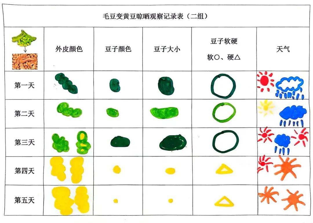 黄豆的生长过程记录表图片