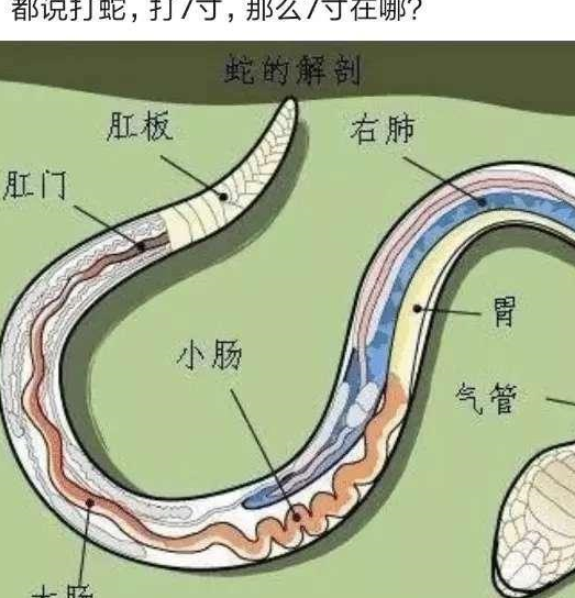 “都说打蛇七寸，那你知道七寸在哪吗？”，评论区都是魔鬼~