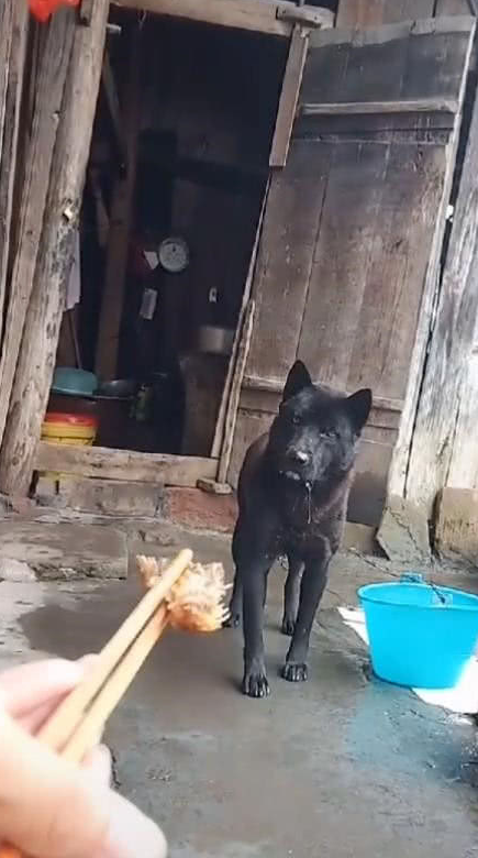 土狗看见筷子上的肉,宁愿流口水也不去吃:懂事得让人心疼 土狗看见筷子上的肉,宁愿流口水也不去吃:懂事得让人心疼