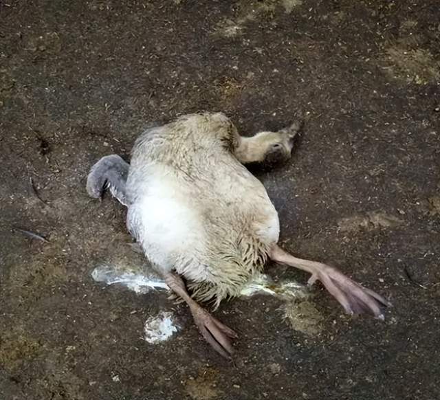 鸭子浆膜炎站不起来,鸭子得了浆膜炎吃什么药最好?