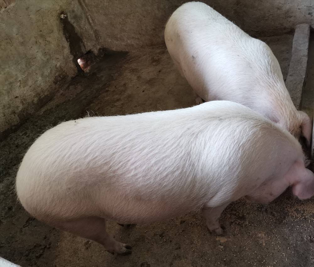 后备母猪的子宫炎如何预防?