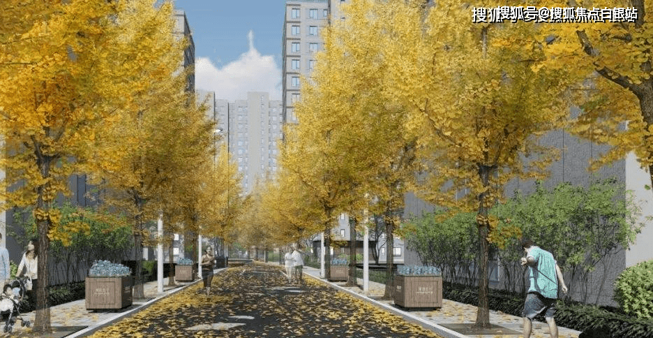 白银树20公分树价格图片大全