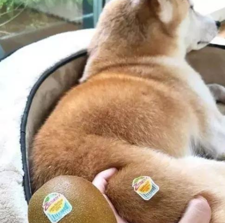当吃货遇到上这样的猫咪,笑容逐渐变态,猫猫:我怀疑你想吃我_山竹_猫