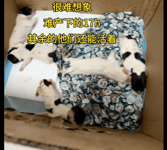 狗狗难产要花3千做手术，摆摊阿姨毫不犹豫送去医院：不能苦了它 