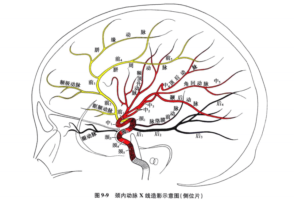 大脑后动脉分支图解图片