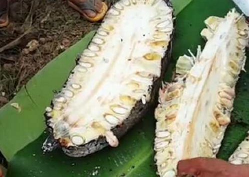 大叔把整个菠萝蜜用火烤着吃，本以为是浪费食物，没想到却不够吃(图3)