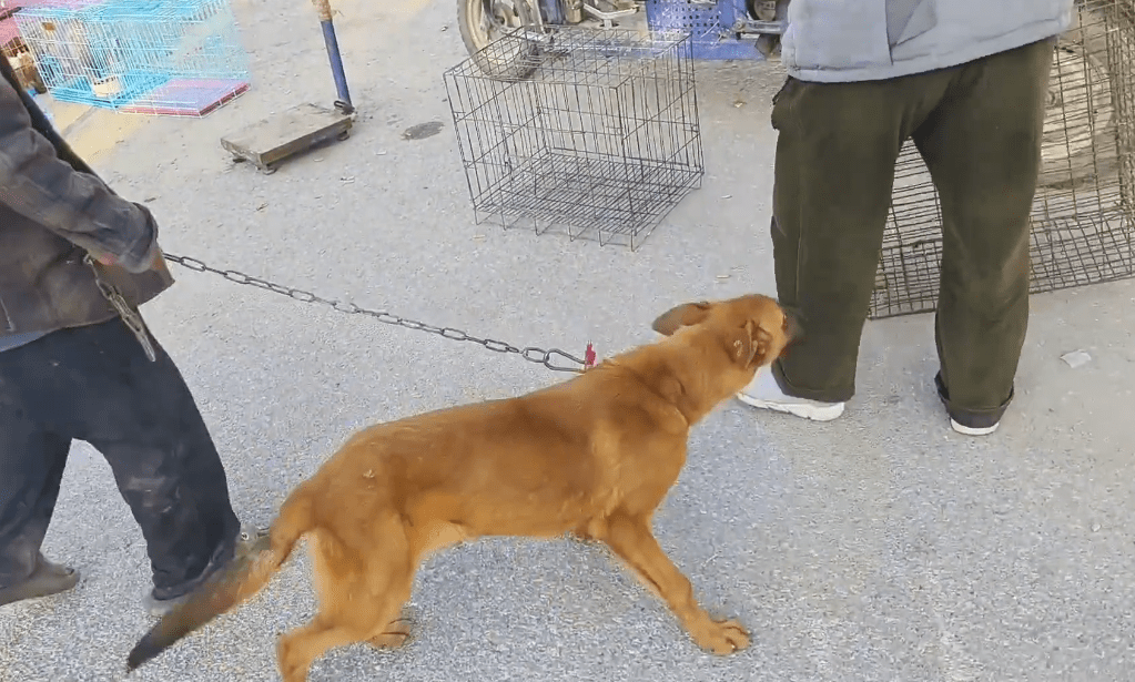 以为逃过一劫，却被狗贩劝进了笼，看着笼里的看家犬，狗主愧疚道：它净咬人家 