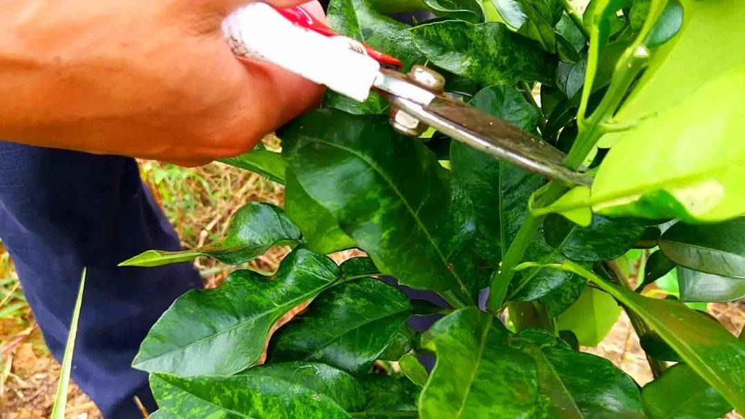 修剪|柑橘冬剪有讲究,5分钟了解柑橘全年修剪要点!_树体_进行_果树