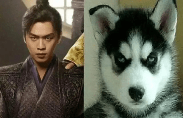 明星撞脸动物大盘点,周杰伦像罗威纳,黄宗泽像狐狸_哈士奇_小狗_外表