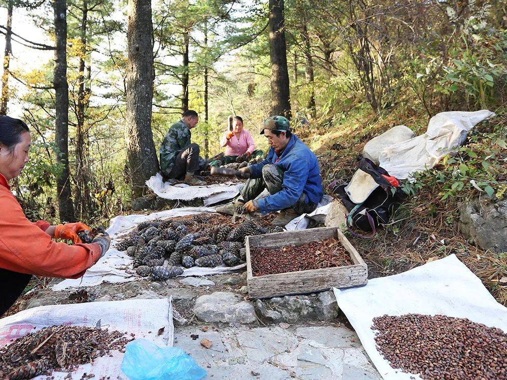 这也就导致了采摘松塔的过程比较艰难,只能靠人工采摘,而且除了爬树