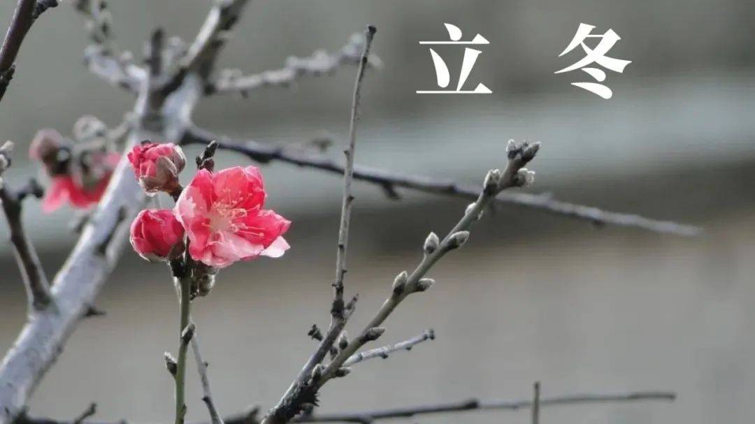 原创            今日立冬 立冬文案 立冬节气海报 立冬图片分享 中国传统二十四节气之立冬