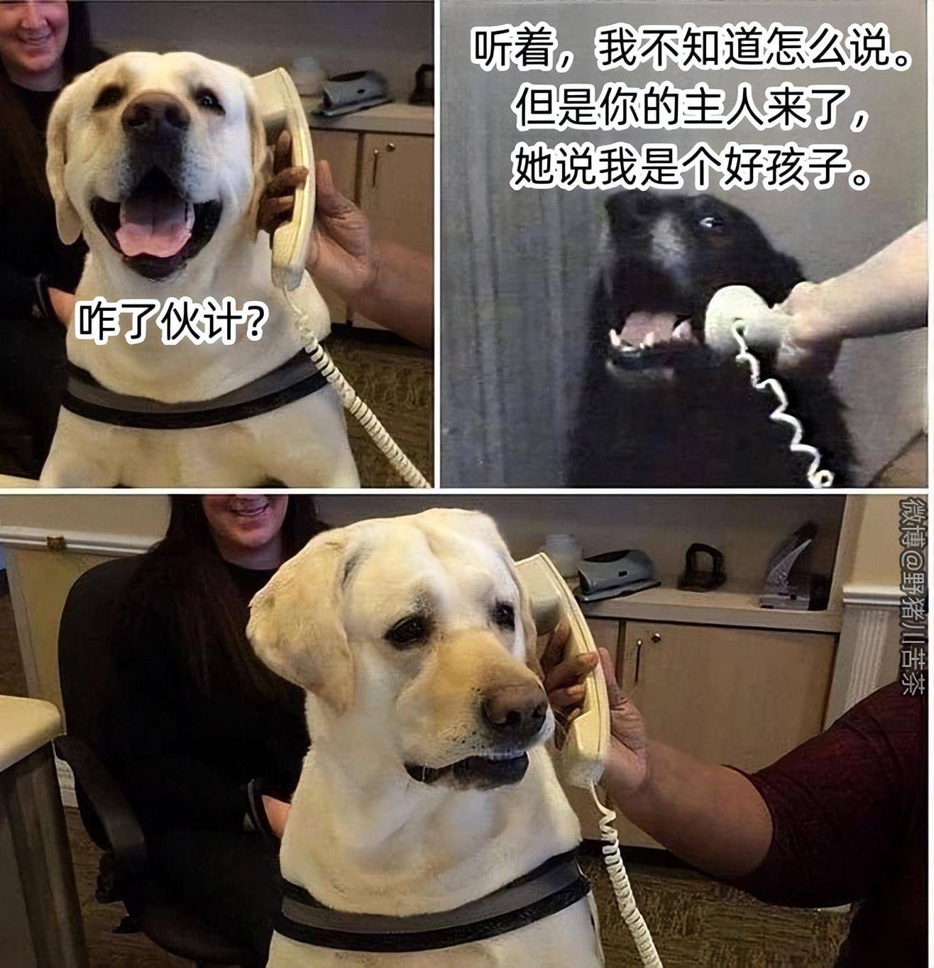 搞笑表情包:大狗被小猫咪欺负_陪我玩_气泡_什么