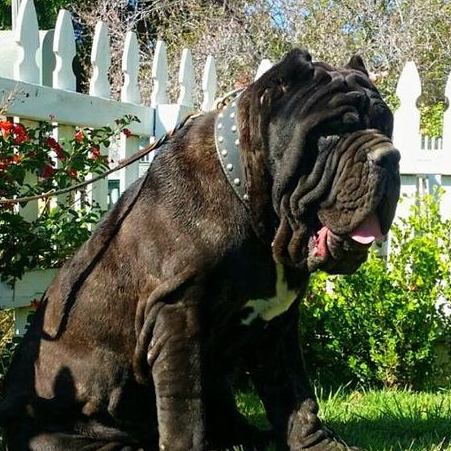 一种冷门的猛犬,血统是极品中精品,欧洲人称它为护卫兽_驯养_波利顿