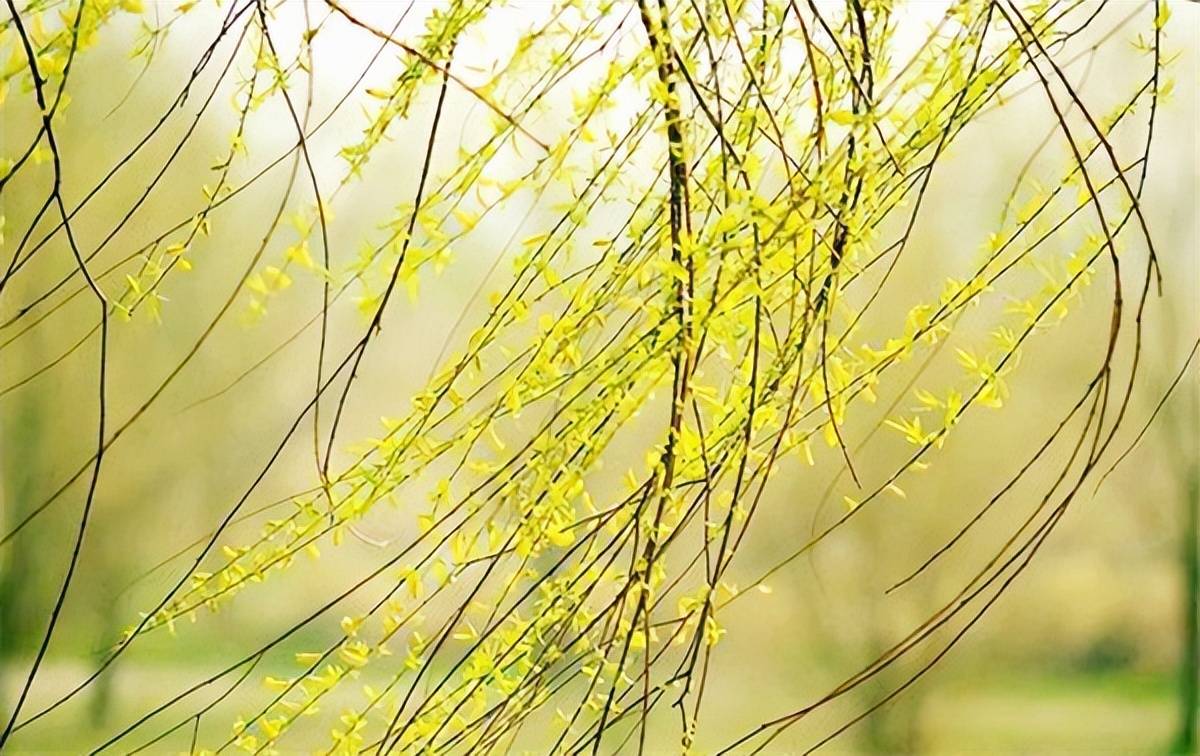 它们的叶子轻轻摩挲,被风吹拂时发出的声音如同幽灵的哭泣,让人不寒而