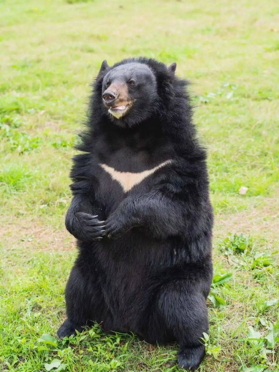 新晋明星熊熊出没!_棕熊_黑熊_亚洲