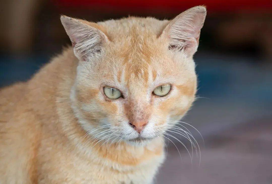 小镇最凶橘猫,喜欢找狗打架还袭击路人,猫主人无能为力 小镇最凶橘猫,喜欢找狗打架还袭击路人,猫主人无能为力