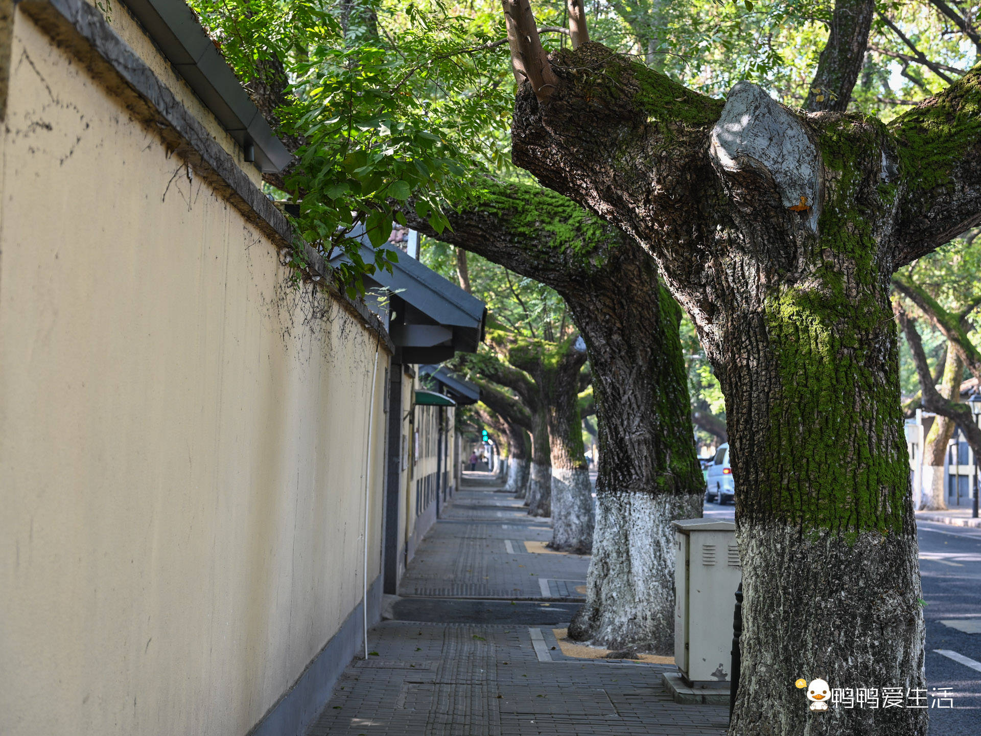 颐和路梧桐树图片