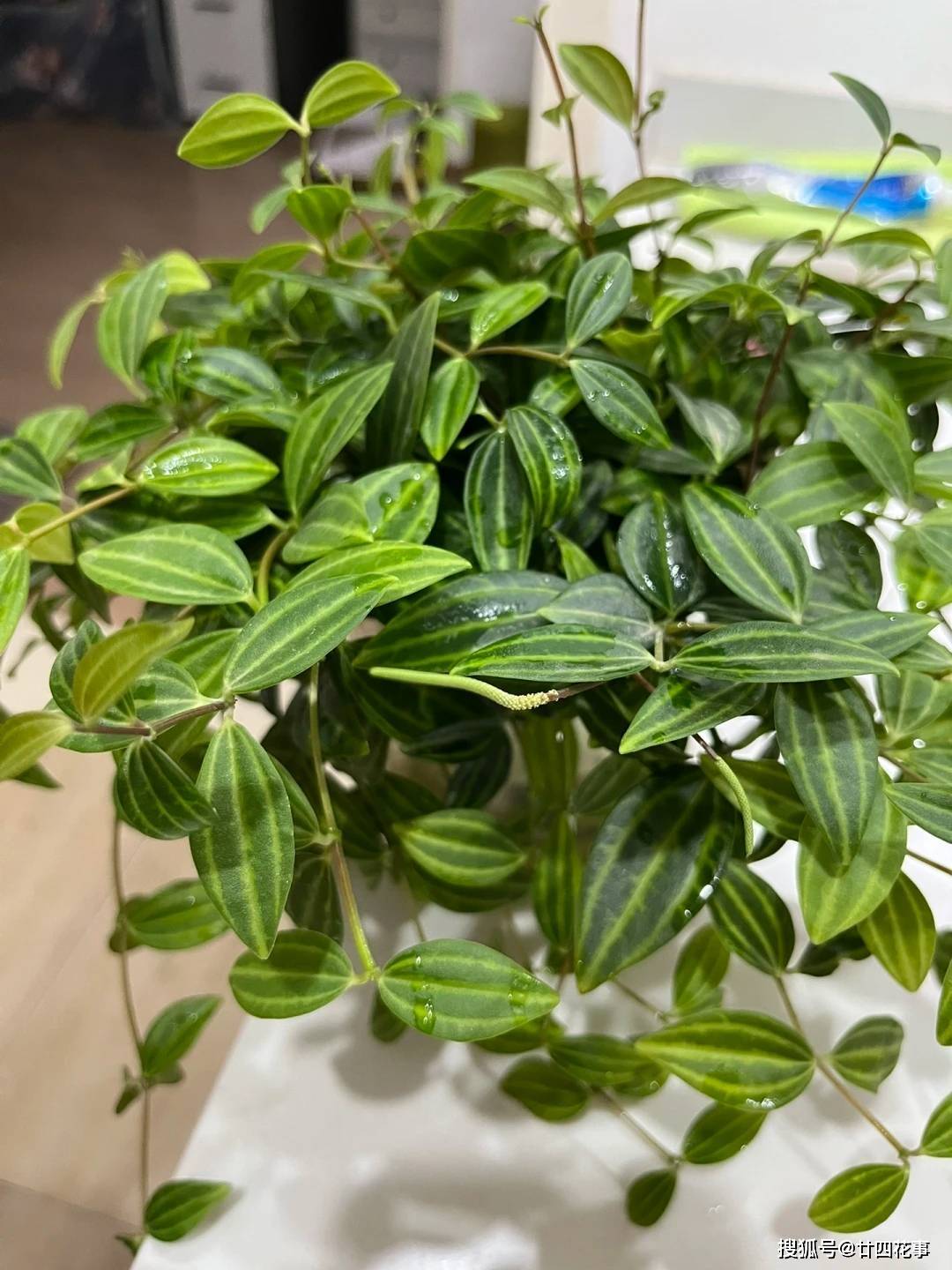白脉椒草,书桌电脑旁的精灵,4件事做到位,翠绿茂盛,清新养眼_叶片