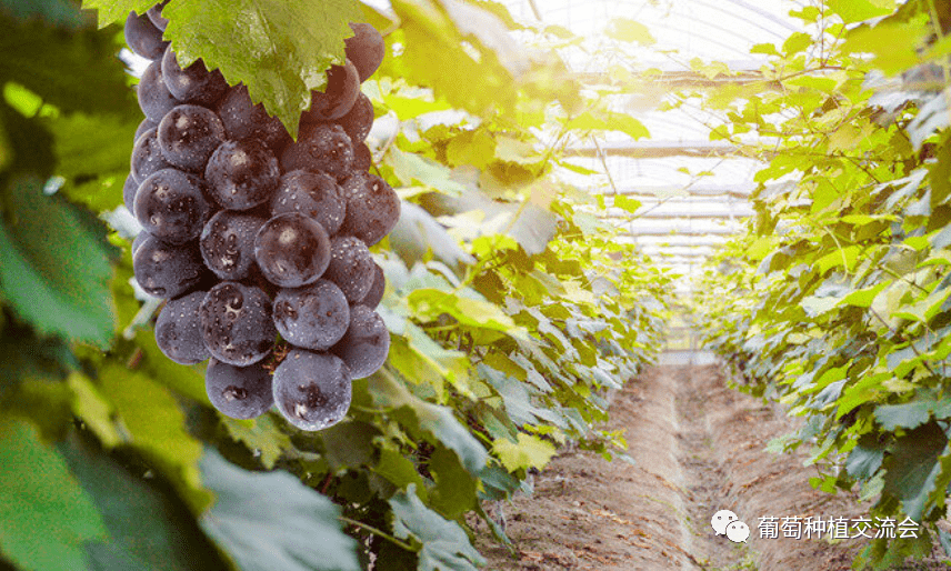 黑皇葡萄成熟期在长江中下游地区地区8月中旬成熟,抗病能力强,在日本