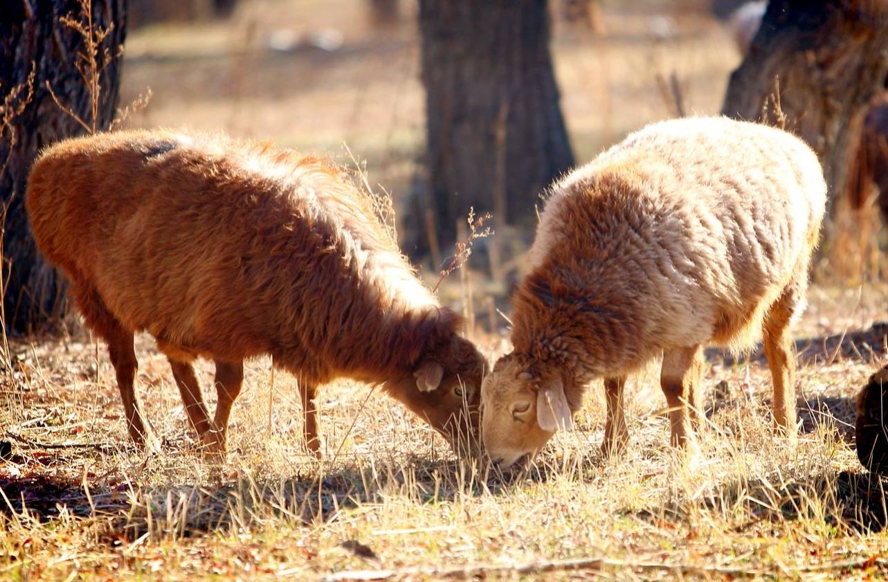 冬日草原的盛宴:阿勒泰大尾羊_大自然_烤羊肉_恩赐