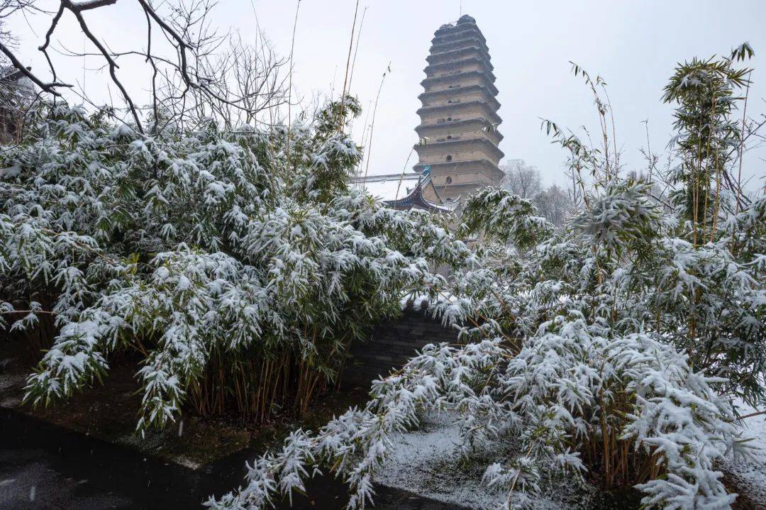 漢長安城未央宮國家考古遺址公園裡初雪與銀杏相遇織就了一幅漢宮雪景