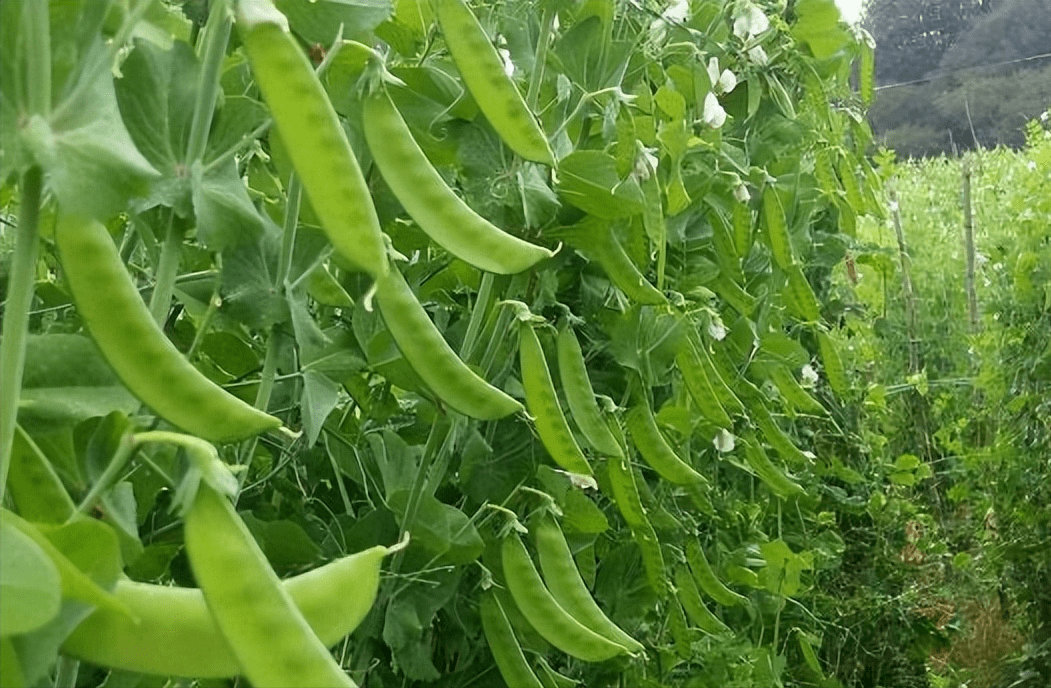 荷兰豆种植时间图片