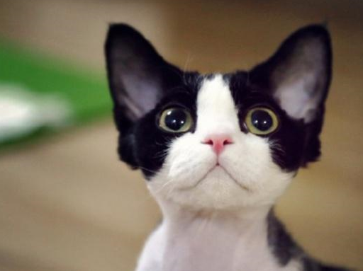 为什么价格这么贵?_猫咪_繁育_市场