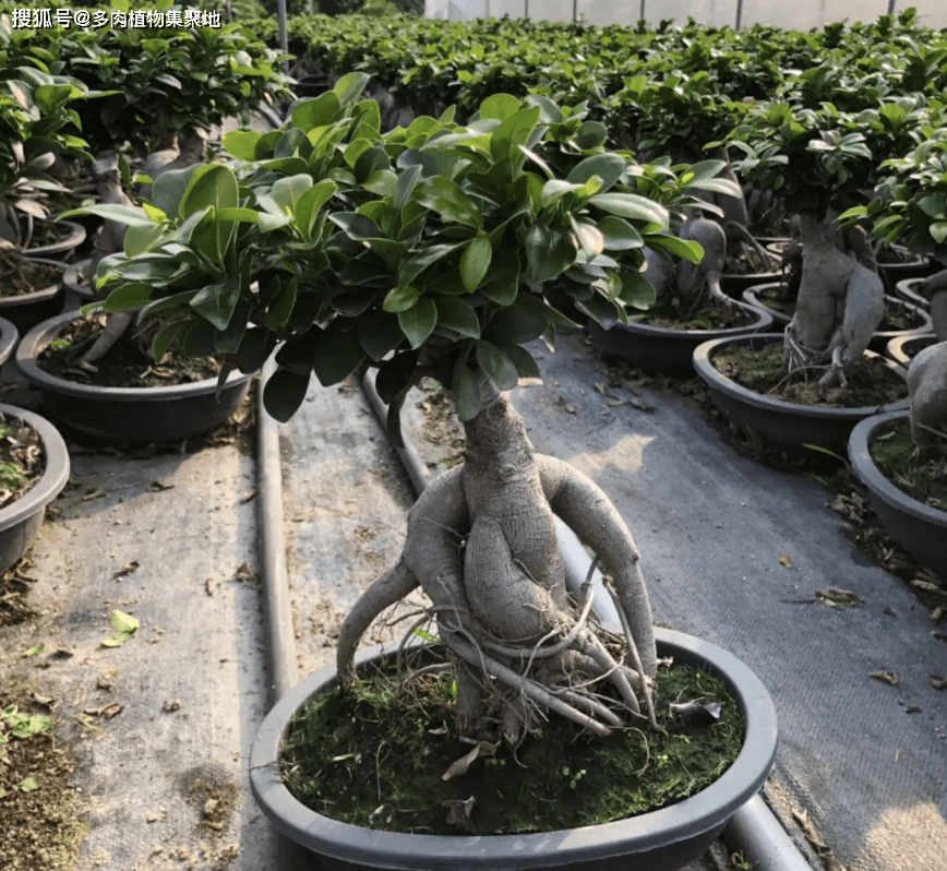 所以就可以用来制作榕树盆景,在我国的福建省漳浦县沙西镇就有十分多