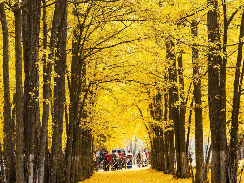 在四川崇州的羊马河银杏园,有一片迷人的秋天风景,让人仿佛置身于童话