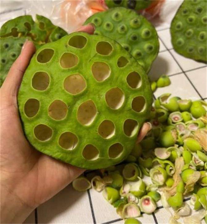 莲蓬,又称莲房,是莲藕的组成部分之一,也是荷花凋谢后留下的果实.