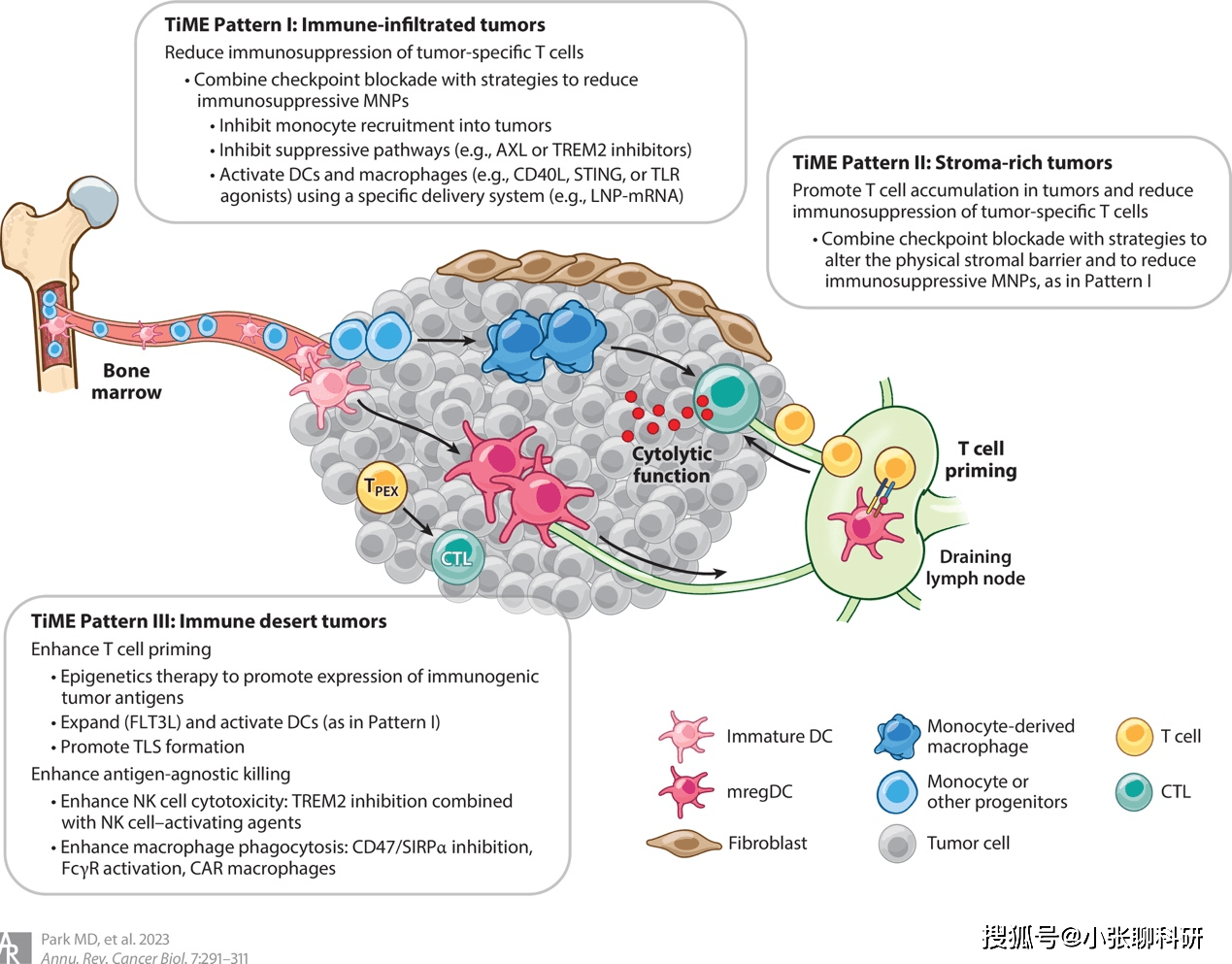 肿瘤_cdcs_关键作用