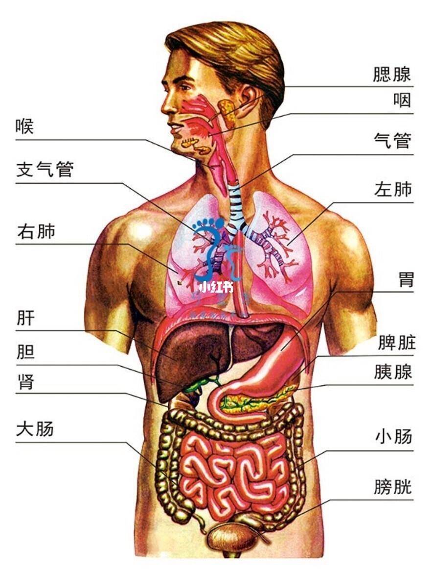 胰腺位置示意图图片