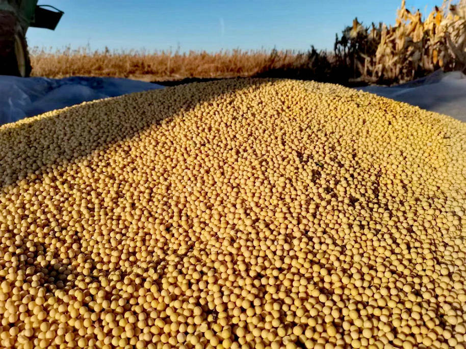 黑农35大豆品种简介图片