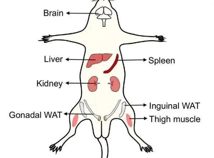 小鼠内脏器官分布图图片
