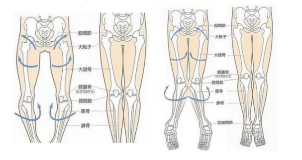 踝关节接触时,如果膝关节处有空隙,为膝内翻o型腿,反之为膝外翻x型腿
