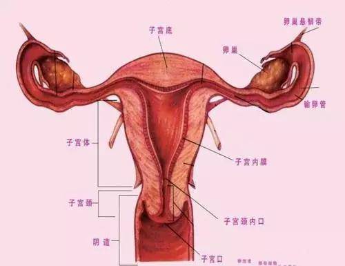 美丽妆阁丨女性私密保养这件事1%为他,99%为你!_护理_区域_关爱