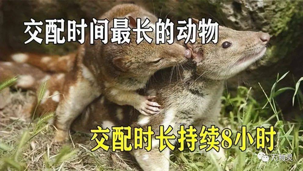 原創你知道動物交配時間最短和最長嗎最短僅1秒不可思議