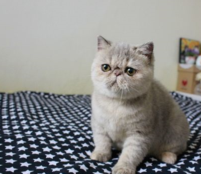 加菲猫做了绝育手术可以降低患生殖疾病的几率,还能延长1~2年的寿命.