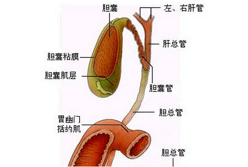 胆管位置图高清图片