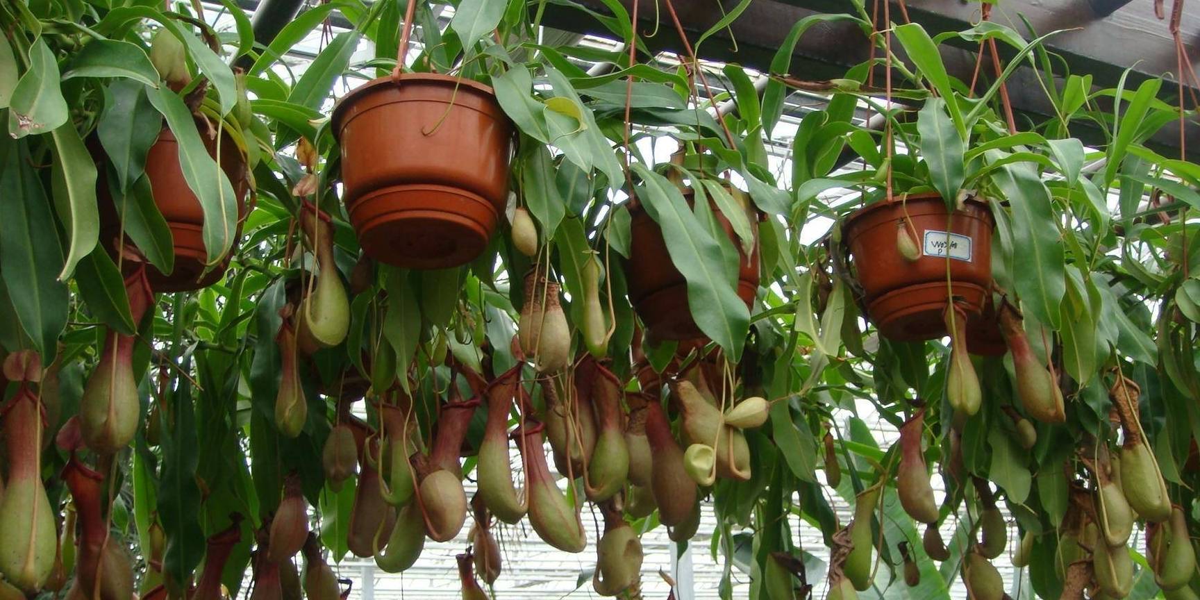 味道_猪笼草_薄荷叶