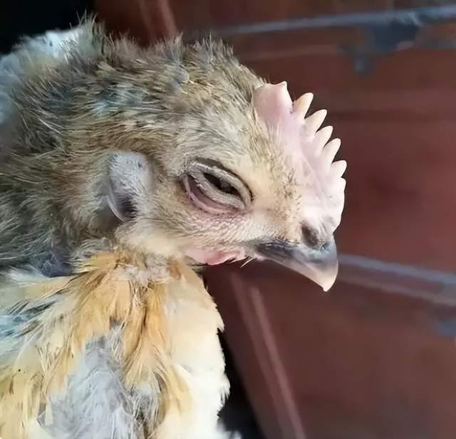 鸡鼻子有鼻涕用什么药?鸡流鼻涕是什么病?一篇文章讲清楚!