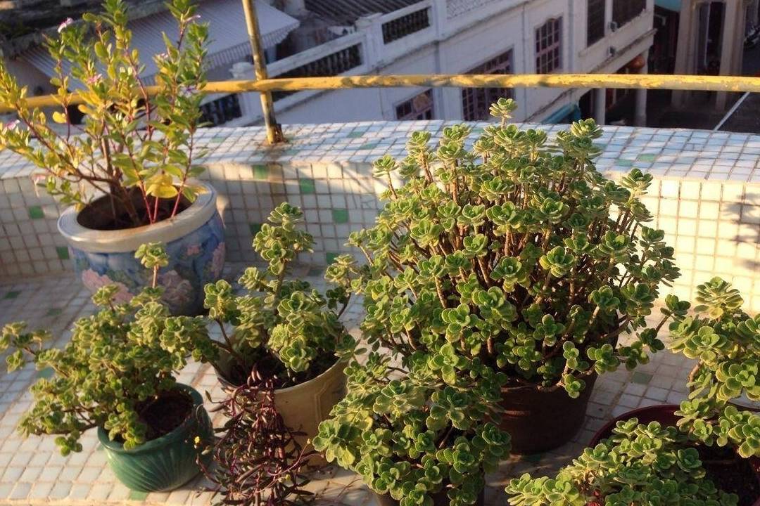 味道_猪笼草_薄荷叶