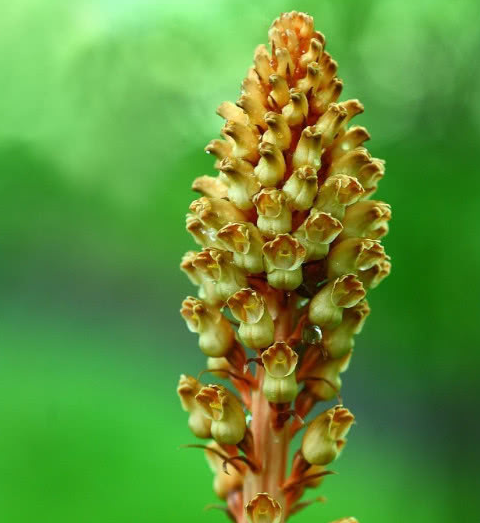 农村常见的野生植物如今1斤高达60元,变成农民的"摇钱树"_天麻_人们