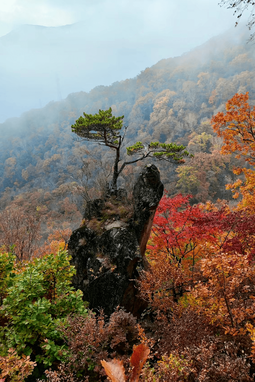 本溪大地森林公園/大地森林就屬於特別冷門小眾的賞楓地了,人少好出片